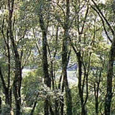 「県の名木古木」「新さが百景」