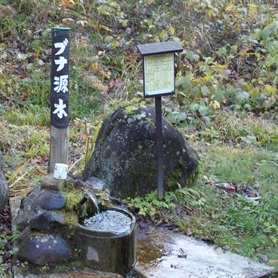 ブナ林に囲まれた湧水