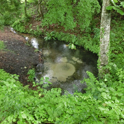 池底から湧き出る水