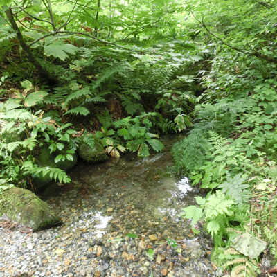 癒しの湧水